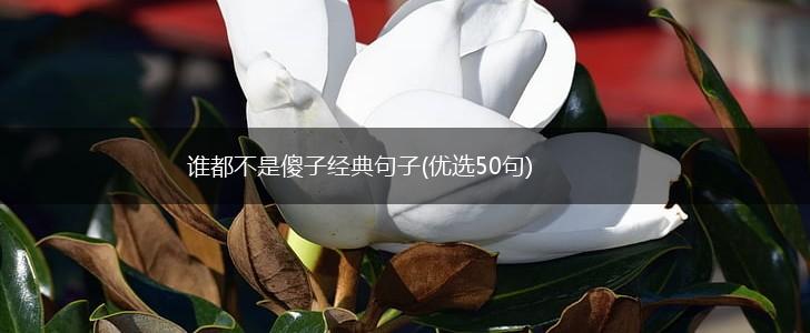 谁都不是傻子经典句子(优选50句),第1张