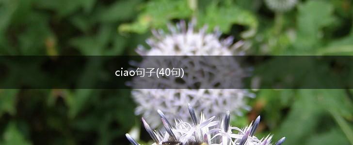ciao句子(40句),第1张