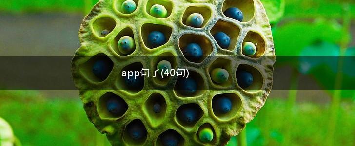 app句子(40句),第1张