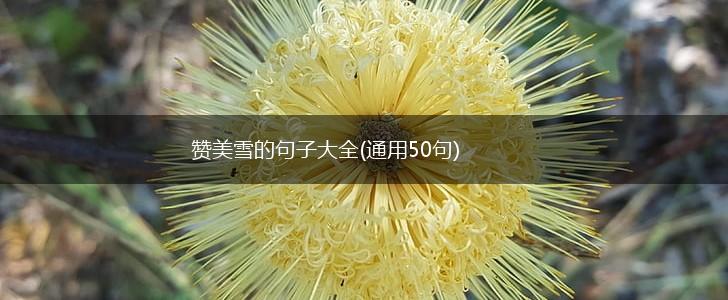 赞美雪的句子大全(通用50句),第1张