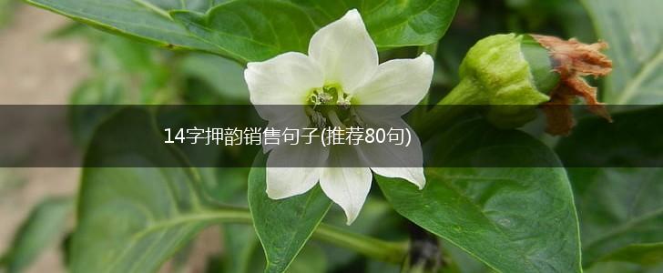 14字押韵销售句子(推荐80句),第1张