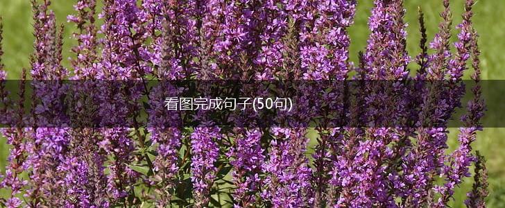 看图完成句子(50句),第1张