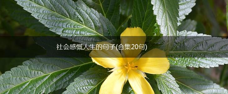 社会感慨人生的句子(合集20句),第1张