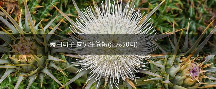 表白句子 向男生简短(汇总50句),第1张