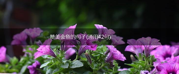 赞美金鱼的句子(通用42句),第1张