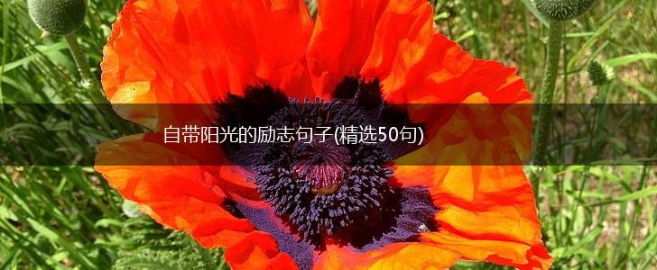 自带阳光的励志句子(精选50句),第1张