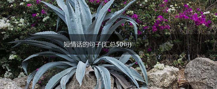 短情话的句子(汇总50句),第1张