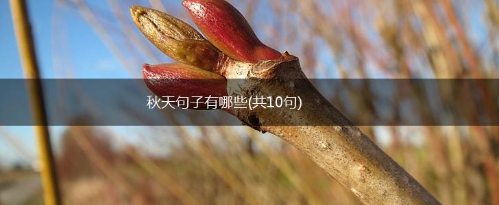 秋天句子有哪些(共10句),第1张