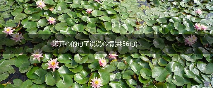 短开心的句子说说心情(共56句),第1张
