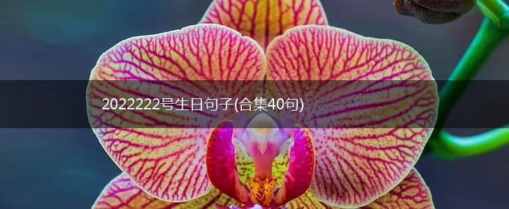 2022222号生日句子(合集40句),第1张