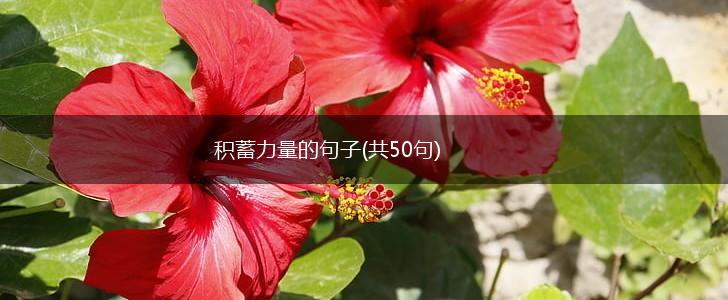 积蓄力量的句子(共50句),第1张