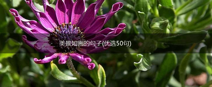 美景如画的句子(优选50句),第1张
