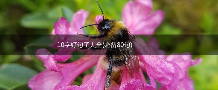 10字好句子大全(必备80句),第1张