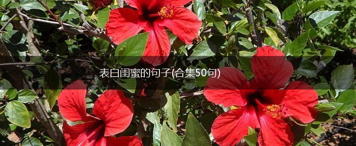 表白闺蜜的句子(合集50句),第1张