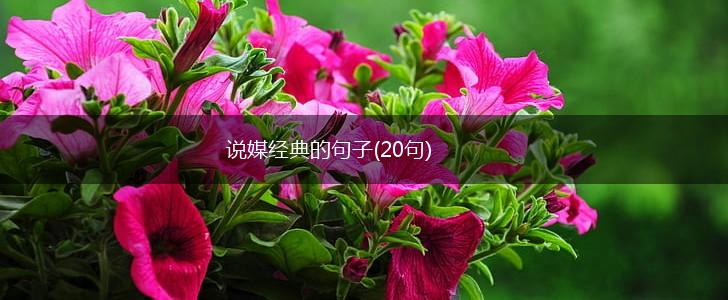 说媒经典的句子(20句),第1张