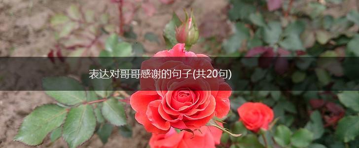 表达对哥哥感谢的句子(共20句),第1张