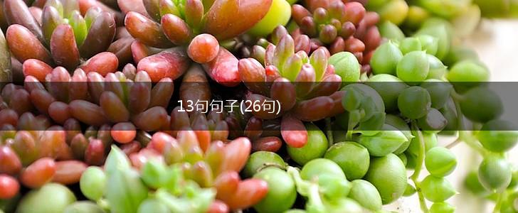 13句句子(26句),第1张