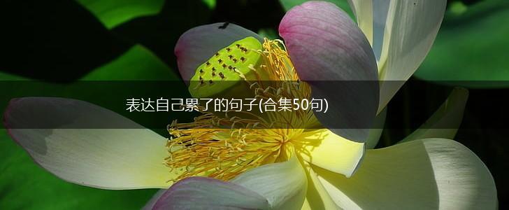 表达自己累了的句子(合集50句),第1张