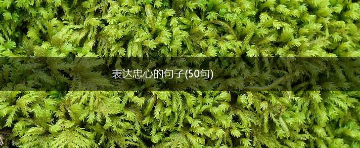 表达忠心的句子(50句),第1张