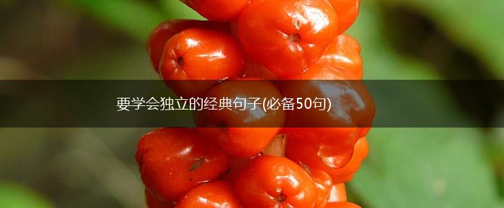要学会独立的经典句子(必备50句),第1张