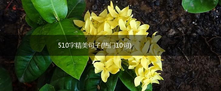 510字精美句子(热门10句),第1张