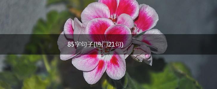 85字句子(热门21句),第1张