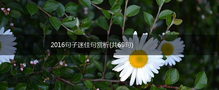 2016句子迷佳句赏析(共69句),第1张
