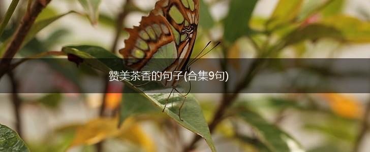 赞美茶香的句子(合集9句),第1张