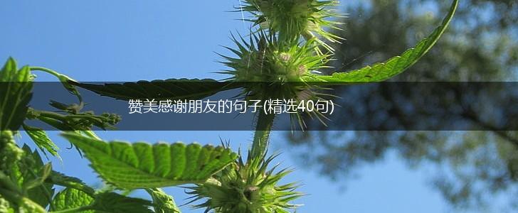 赞美感谢朋友的句子(精选40句),第1张
