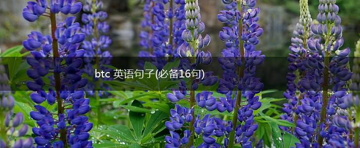 btc 英语句子(必备16句),第1张