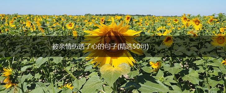 被亲情伤透了心的句子(精选50句),第1张