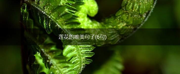 莲花的唯美句子(6句),第1张