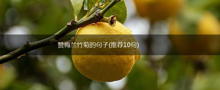 赞梅兰竹菊的句子(推荐10句),第1张