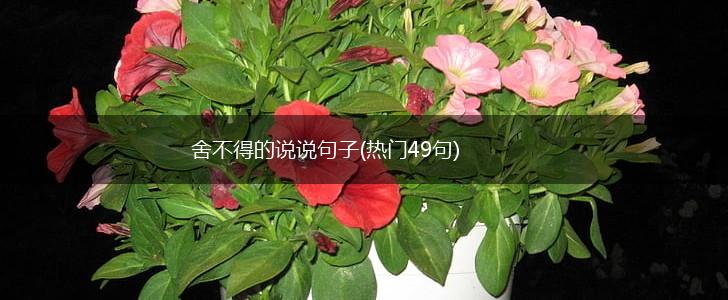 舍不得的说说句子(热门49句),第1张