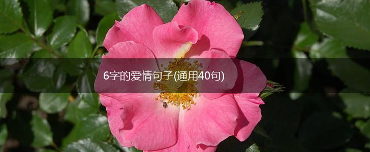 6字的爱情句子(通用40句),第1张