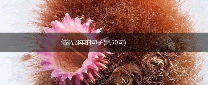 结婚周年的句子(共50句),第1张