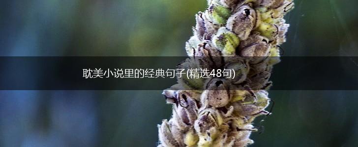 耽美小说里的经典句子(精选48句),第1张