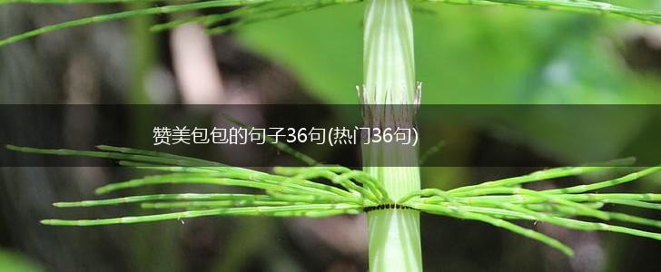 赞美包包的句子36句(热门36句),第1张
