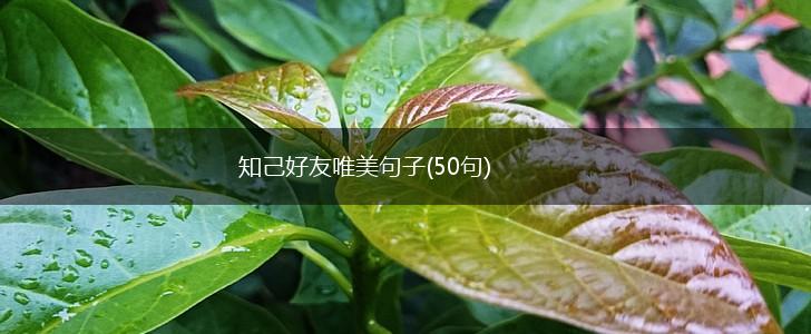 知己好友唯美句子(50句),第1张