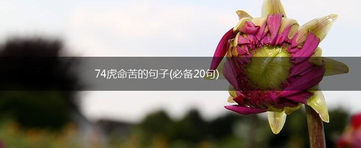74虎命苦的句子(必备20句),第1张