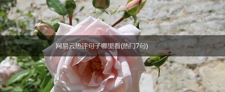 网易云热评句子哪里看(热门7句),第1张
