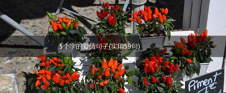 5个字的爱情句子(实用59句),第1张