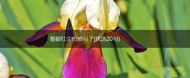 看破红尘伤感句子(优选20句),第1张