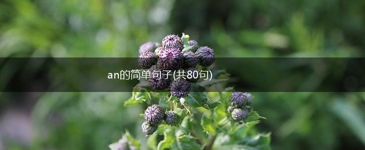an的简单句子(共80句),第1张