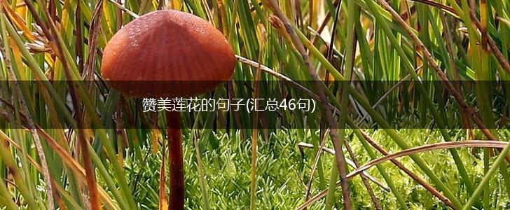 赞美莲花的句子(汇总46句),第1张