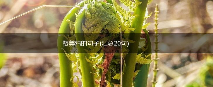 赞美鸡的句子(汇总20句),第1张