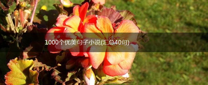 1000个优美句子小说(汇总40句),第1张