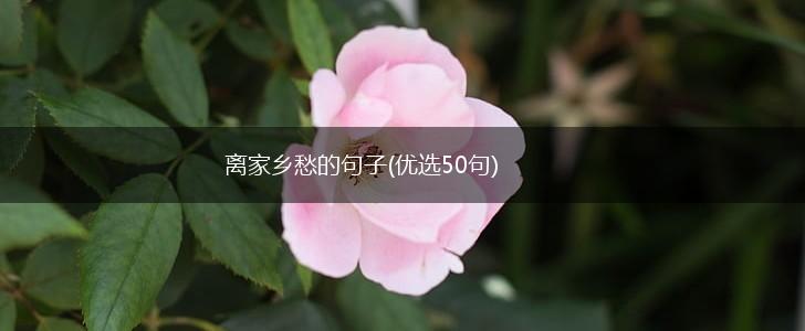 离家乡愁的句子(优选50句),第1张