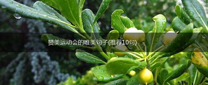 赞美运动会的唯美句子(推荐10句),第1张