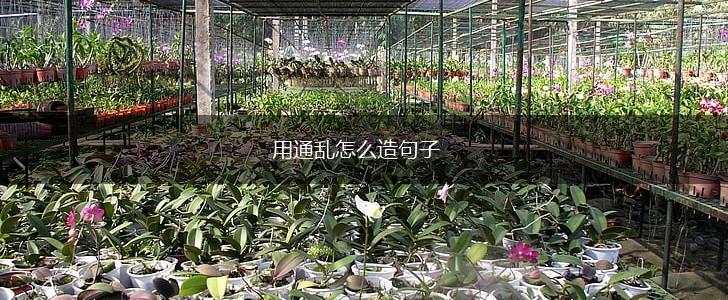 用通乱怎么造句子,第1张